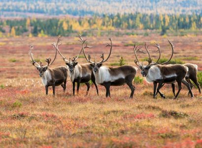 Overige wilde dieren in Canada