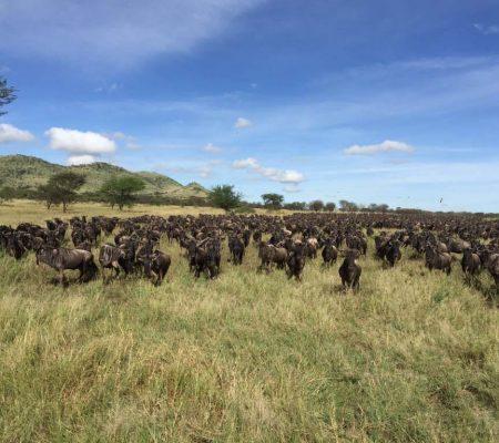 Wildebeest migratie