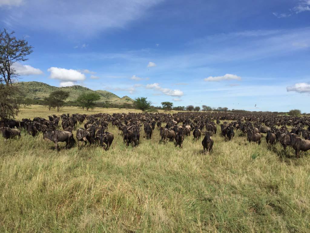 Wildebeest migratie