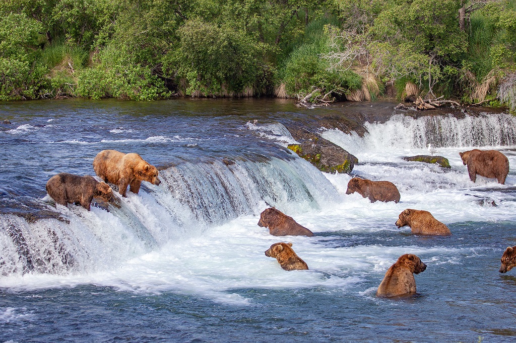 Beren en zeedieren in Alaska