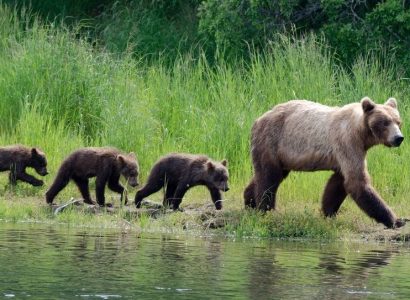 Katmai National Park, Grizzly beren in Brooks Falls