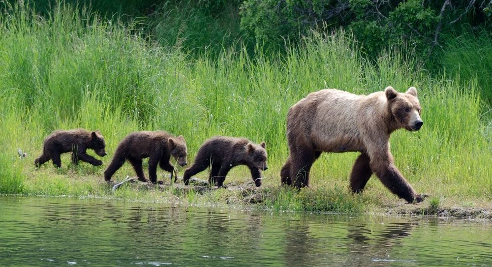 Katmai National Park, Grizzly beren in Brooks Falls