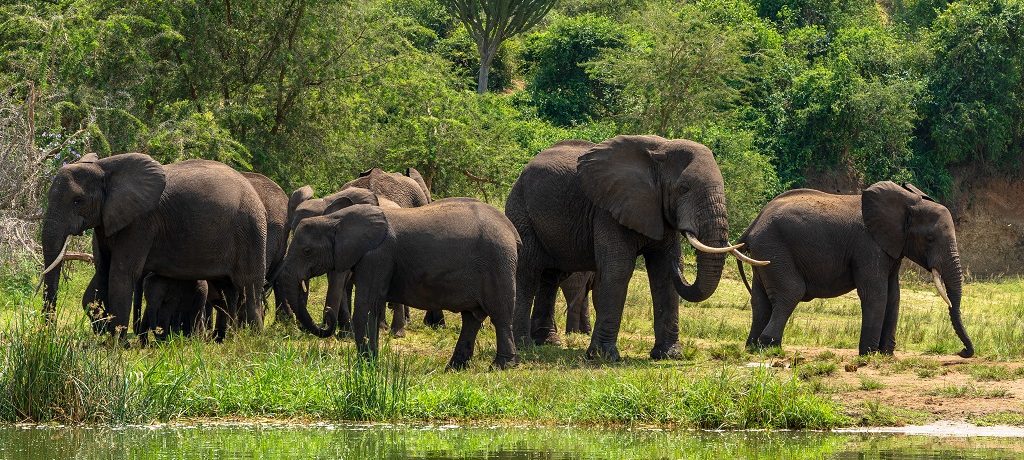 Kaziranga Channel