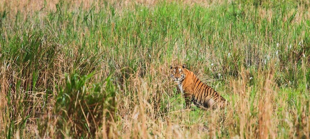 Kaziranga NP