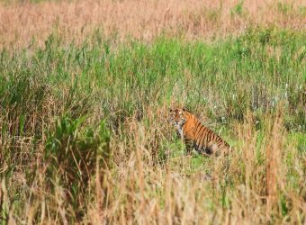 Kaziranga NP