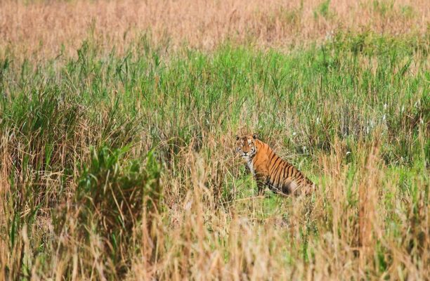 Kaziranga NP