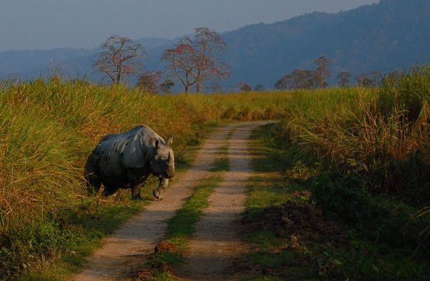 India Big Five Safari