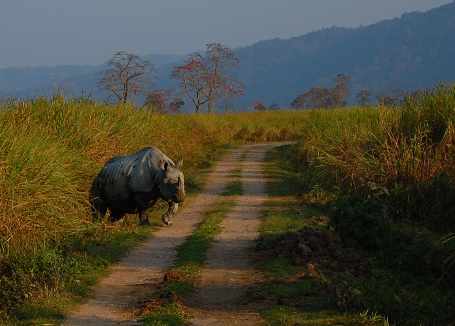 India Big Five Safari