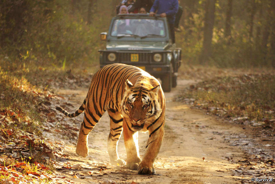 Kaziranga NP