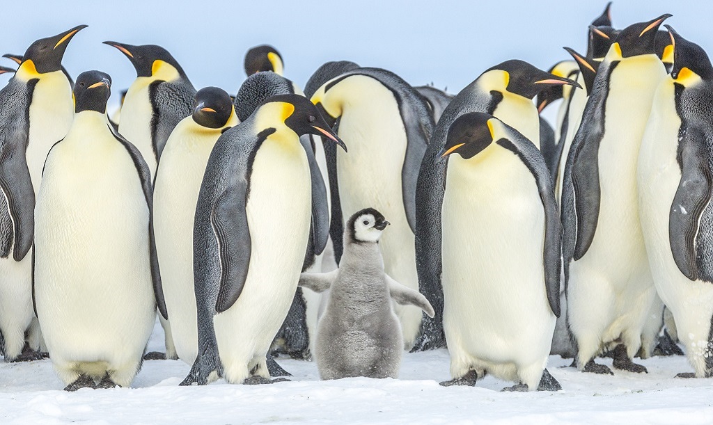 Keizerspinguïn, Antarctische schiereiland