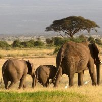 Kenia reizen Amboseli, Olifant safari reizen