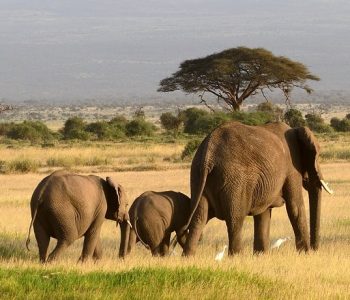 Kenia reizen Amboseli, Olifant safari reizen