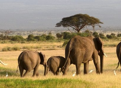 Kenia reizen Amboseli