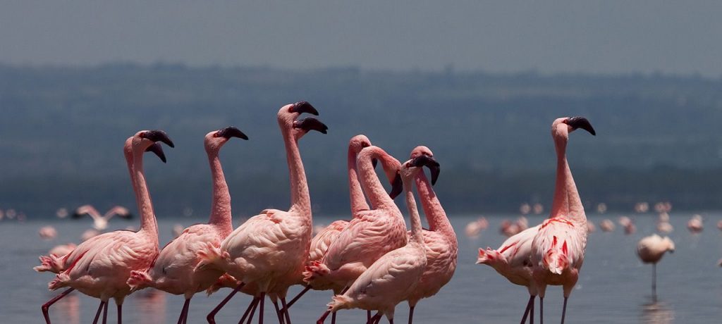 Kenia safari en strandreis