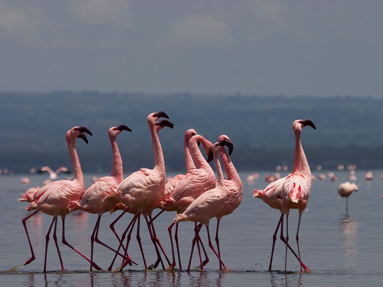 Kenia safari en strandreis