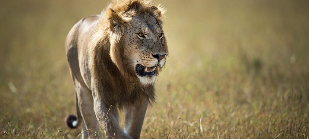 Safari rondreis Kenia