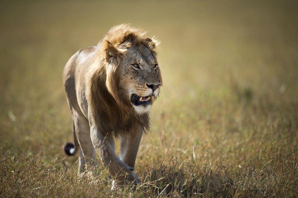 Safari rondreis Kenia