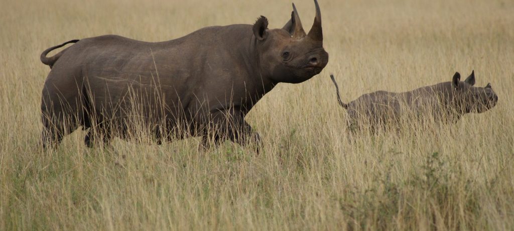 Safari rondreis Kenia