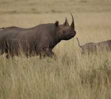 Safari rondreis Kenia