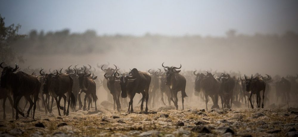 Wildebeest migratie Masai Mara, Kenia