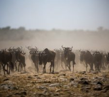 Wildebeest migratie Masai Mara, Kenia