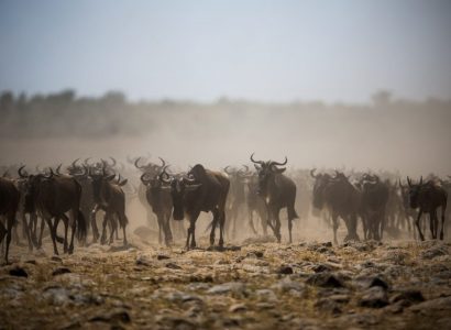 Wildebeest migratie Masai Mara, Kenia