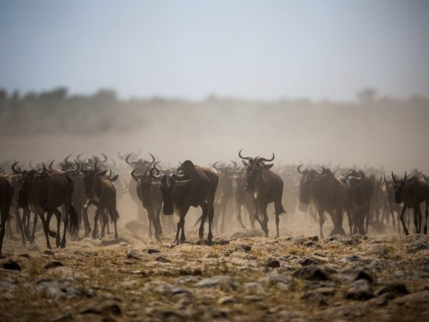 Wildebeest migratie Masai Mara, Kenia