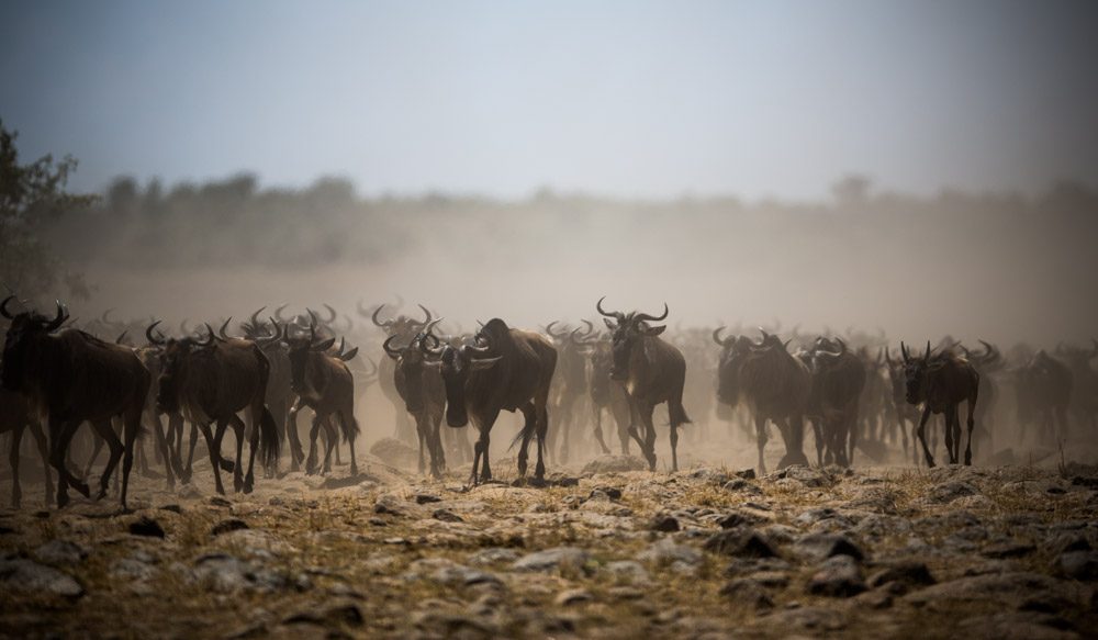 Wildebeest migratie Masai Mara, Kenia