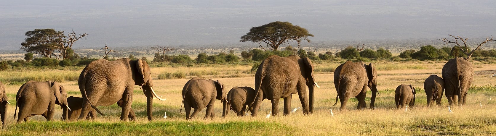 Kenia reizen Amboseli
