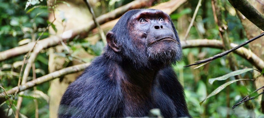 Chimpansee, Kibale Forest, Oeganda - Shutterstock