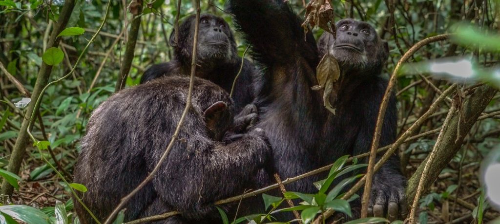 Chimpansee, Kibale, Oeganda - Shutterstock