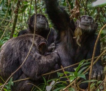 Chimpansee, Kibale, Oeganda - Shutterstock Chimpansee, Kibale, Oeganda - Shutterstock