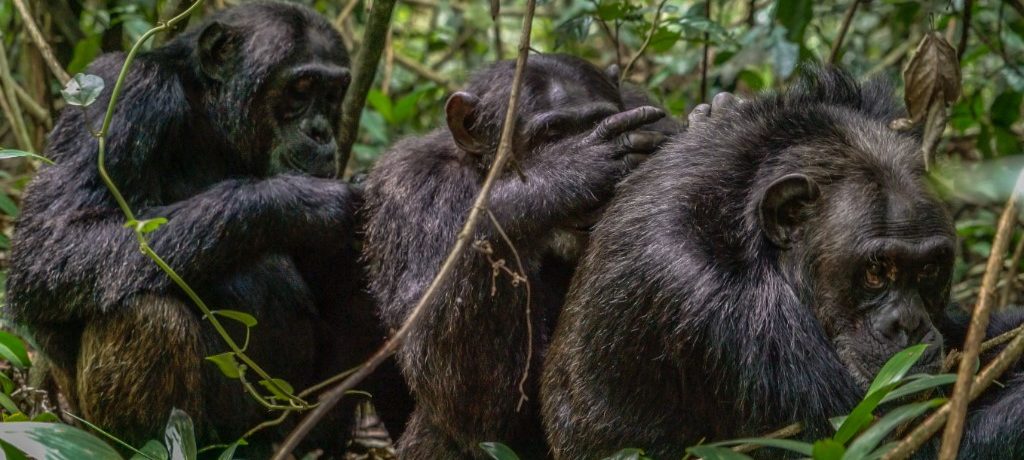 Chimpansee, Kibale, Oeganda - Shutterstock