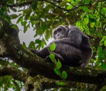 Chimpansee