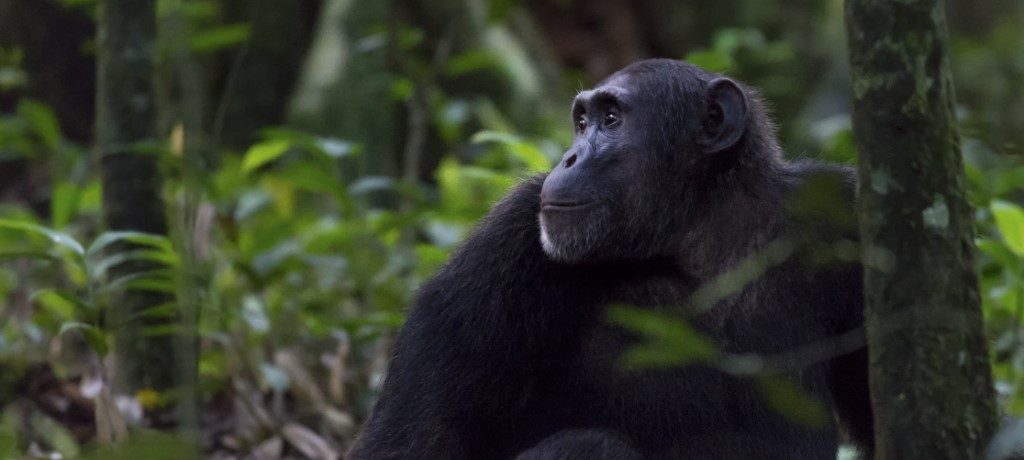 Chimpansee, Kibale, Oeganda - Shutterstock