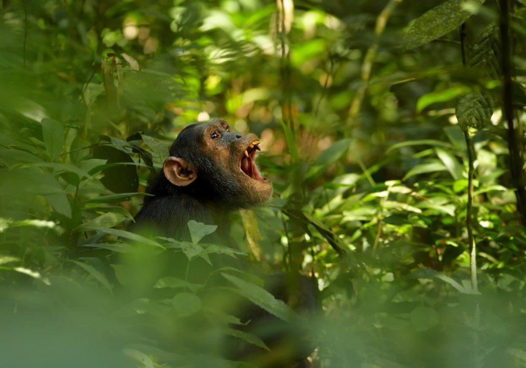 Chimpansee Kibale, Privéreis hoogtepunten Oeganda