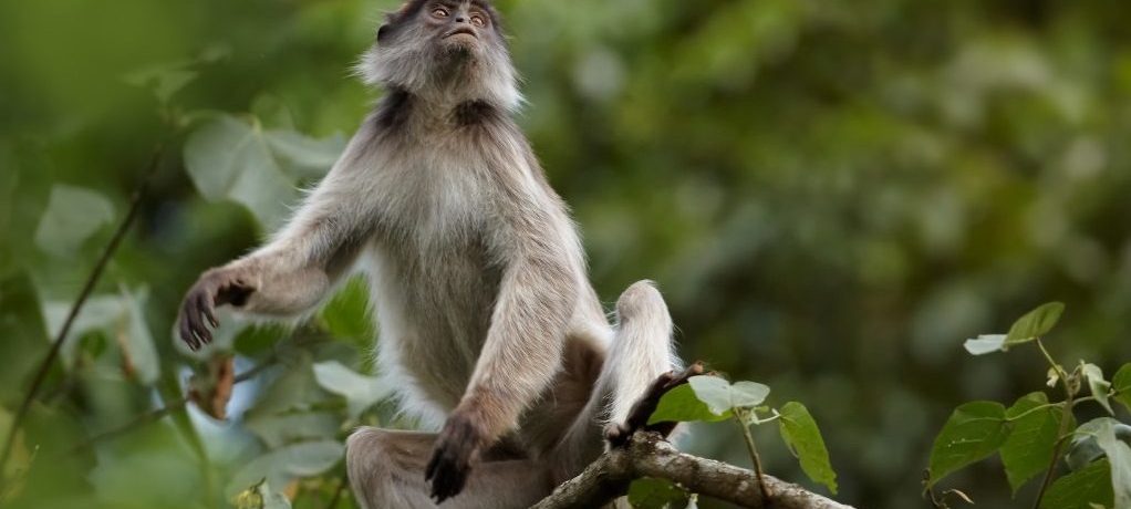 Rode Franjeaap, Kibale, Oeganda - Shutterstock