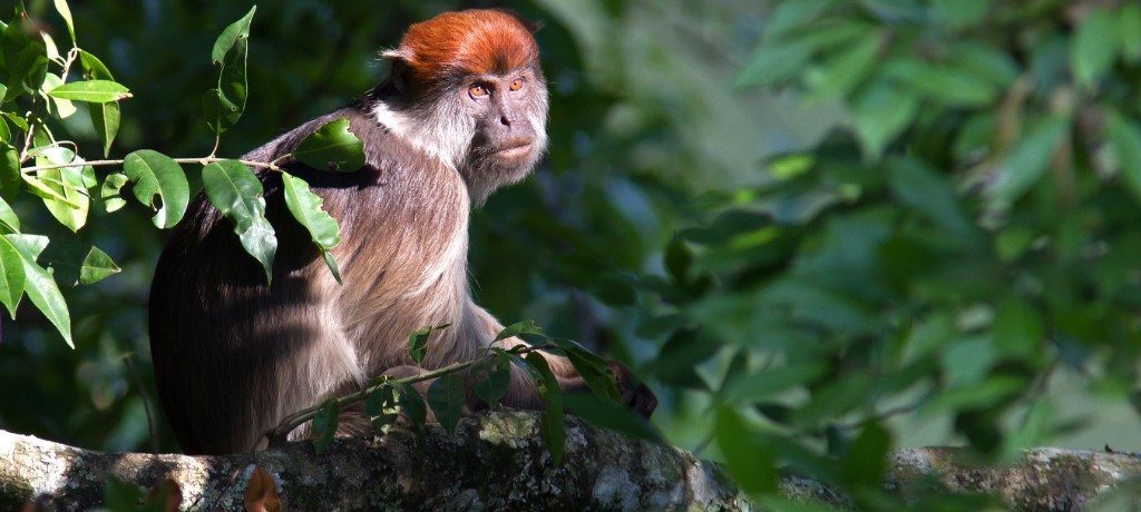 Rode franjeaap, Kibale, Oeganda - Shutterstock