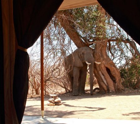 Nomad Kigelia Camp