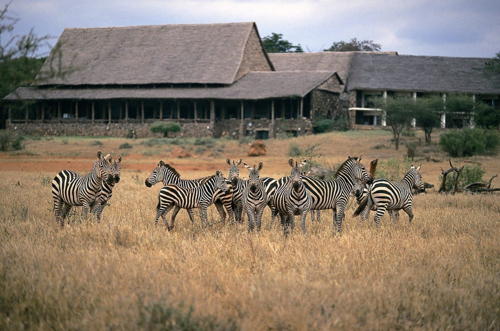 Kilaguni Serena Safari Lodge