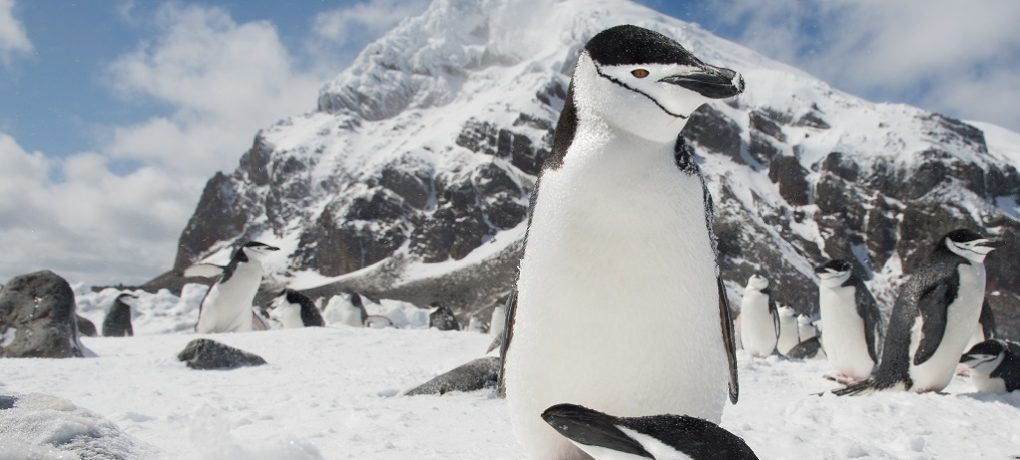 Kinbandpinguïn