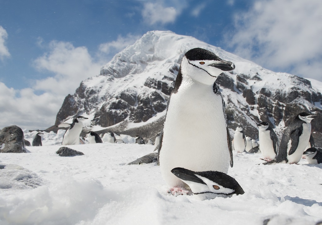 Kinbandpinguïn