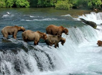 Grizzly beren