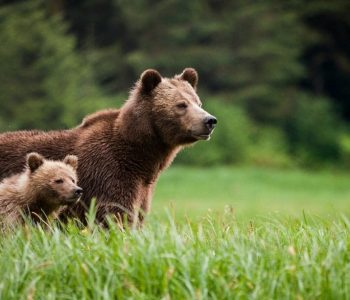 Wildlife Canada