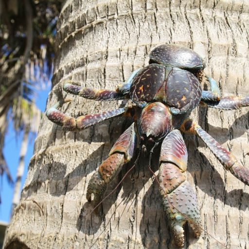 Kokos krab