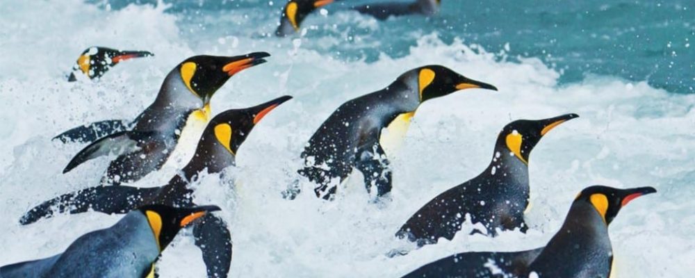 Koningspinguins Antarctica