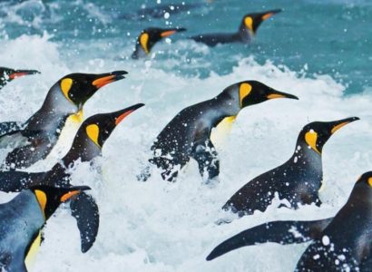 Koningspinguins Antarctica