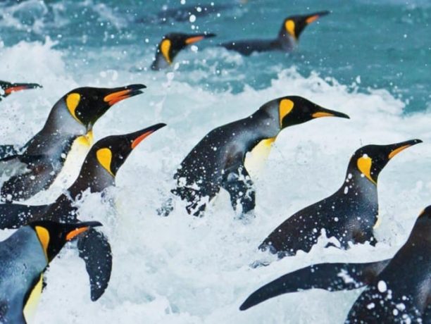 Koningspinguins Antarctica