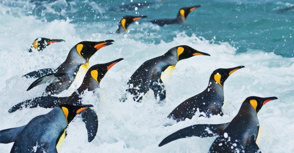 Koningspinguins Antarctica