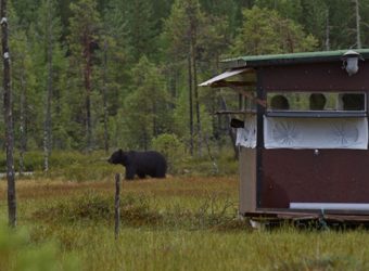 Wildernis Lodge, Taiga wouden, Oost-Finland